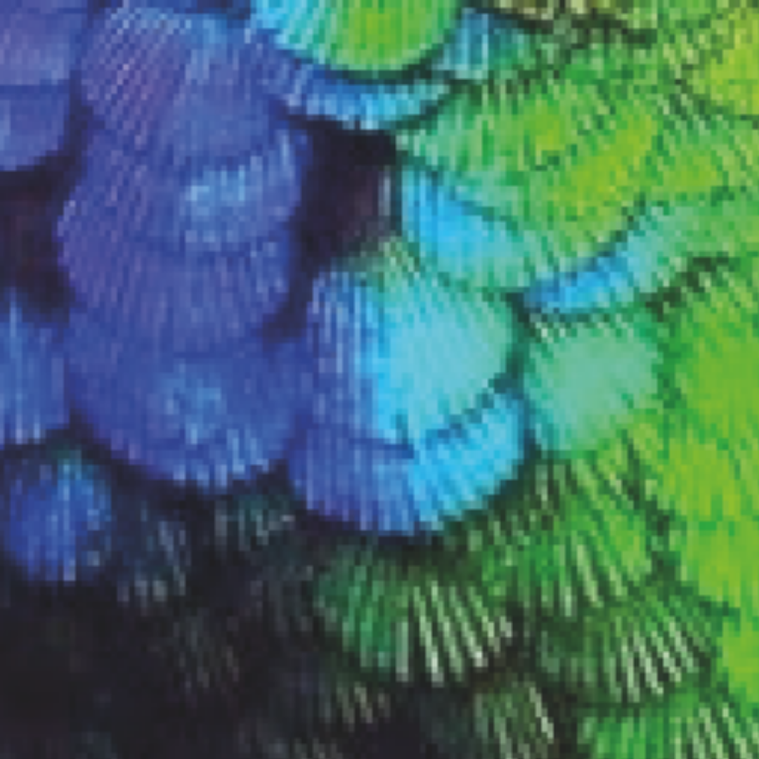 Print Ailé Noir et Vert